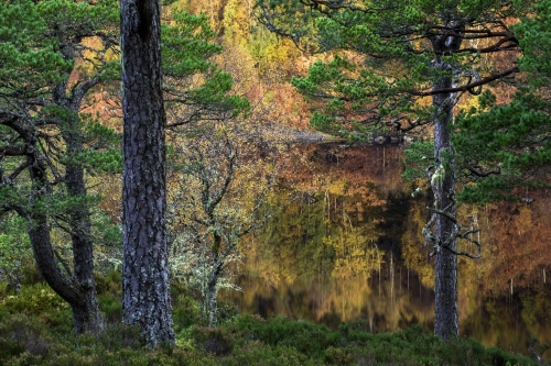 Frédéric-Demeuse-nature-photographer-highlands-scotland-5